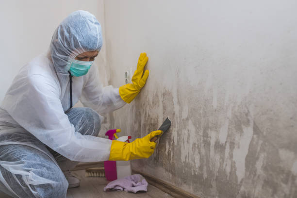 Best Attic Mold Removal  in Oroville East, CA
