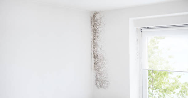 Best Basement Mold Removal  in Oroville East, CA