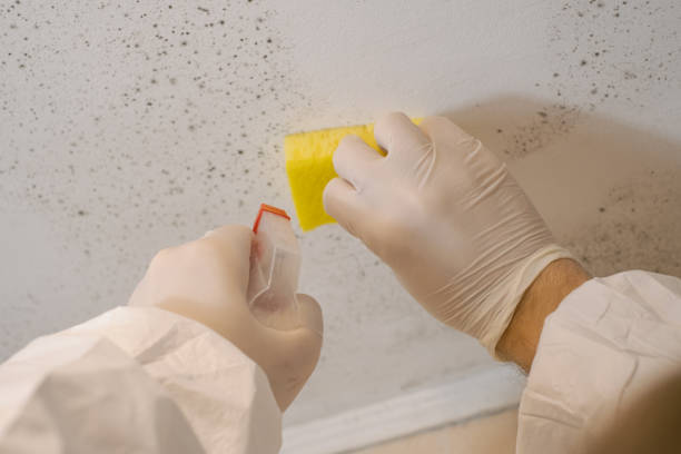 Best HVAC Mold Inspection and Cleaning  in Oroville East, CA
