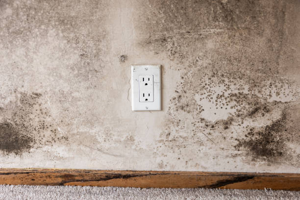 Best Mold Documentation for Insurance Claims  in Oroville East, CA